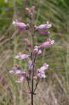 Eustis Lake beardtongue